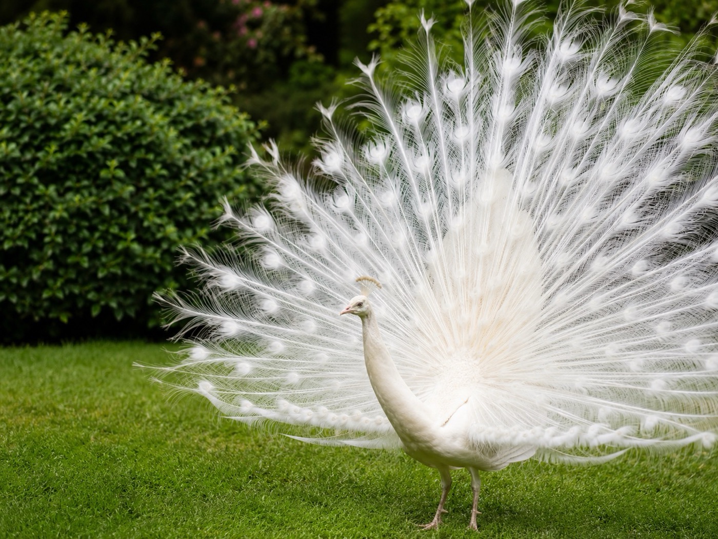 Imagen ilustrativa de Pavo real blanco