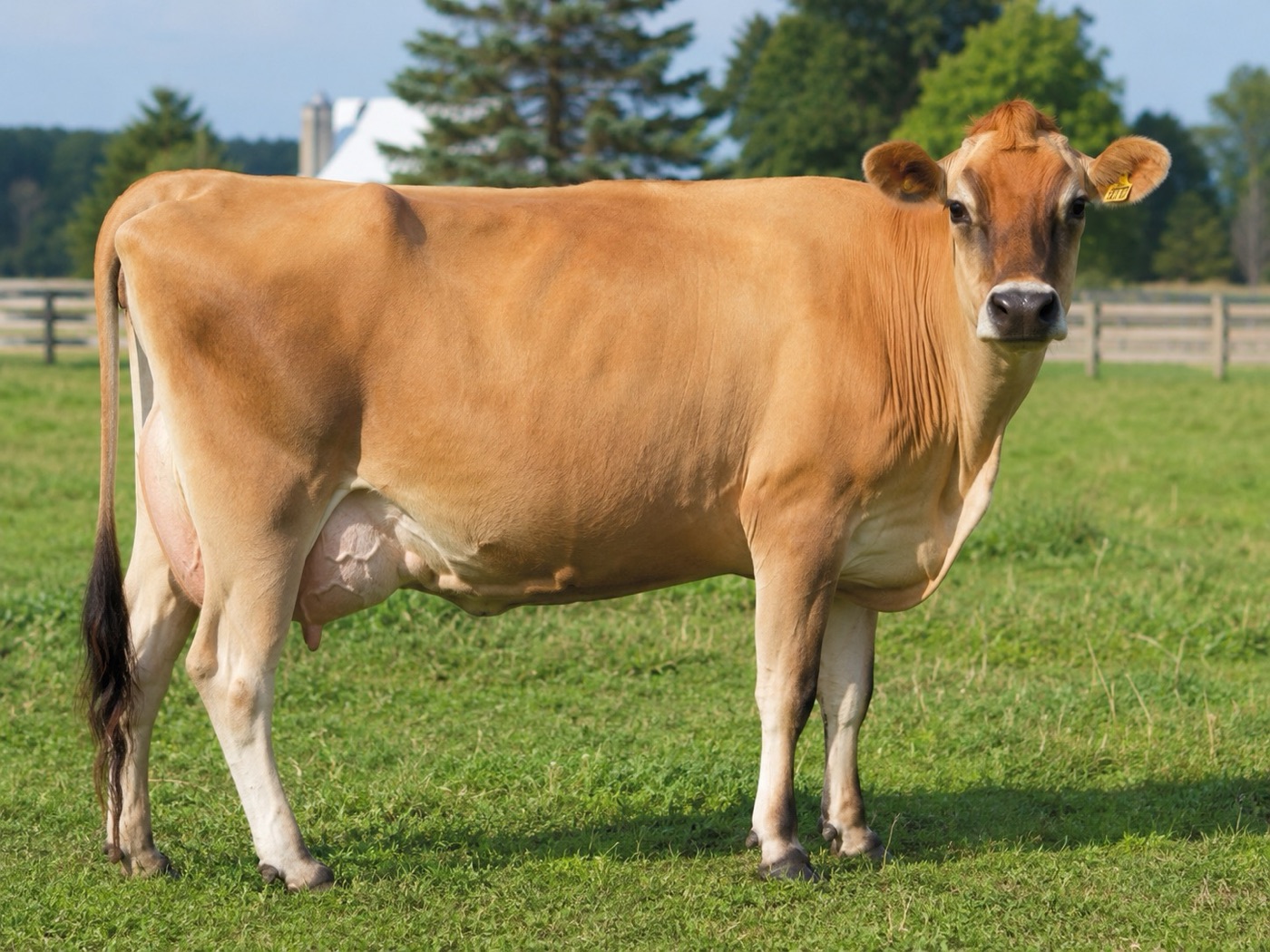 Imagen ilustrativa de Jersey