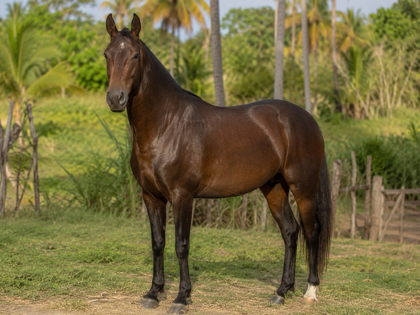 Imagen ilustrativa de Caballo criollo