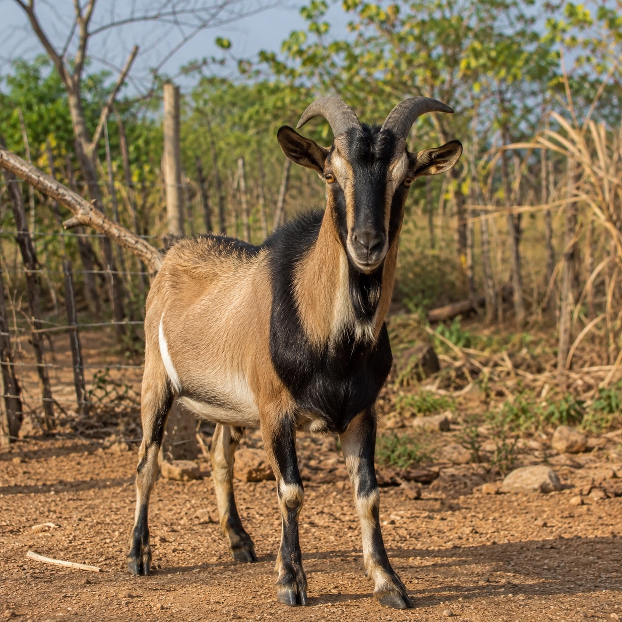 Imagen ilustrativa de Chivo criollo dominicano
