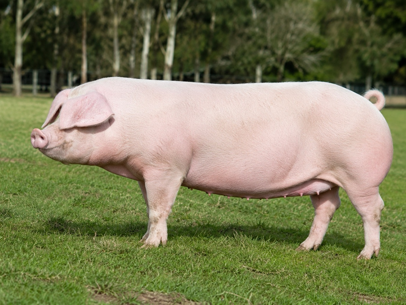 Imagen ilustrativa de Landrace