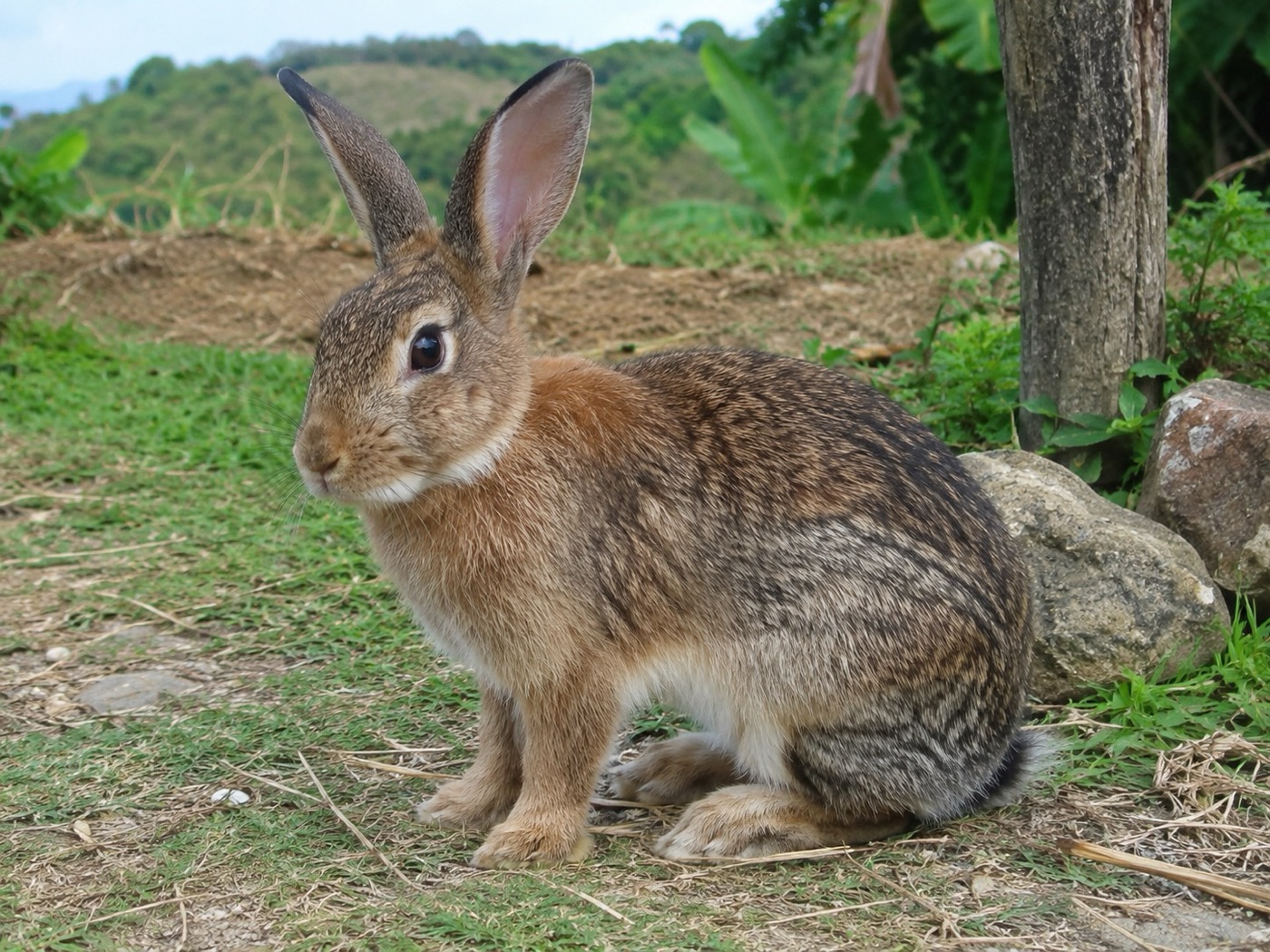 Imagen ilustrativa de Conejo criollo