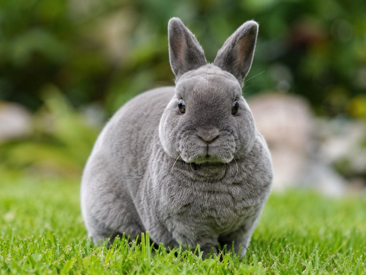 Imagen ilustrativa de Mini Rex
