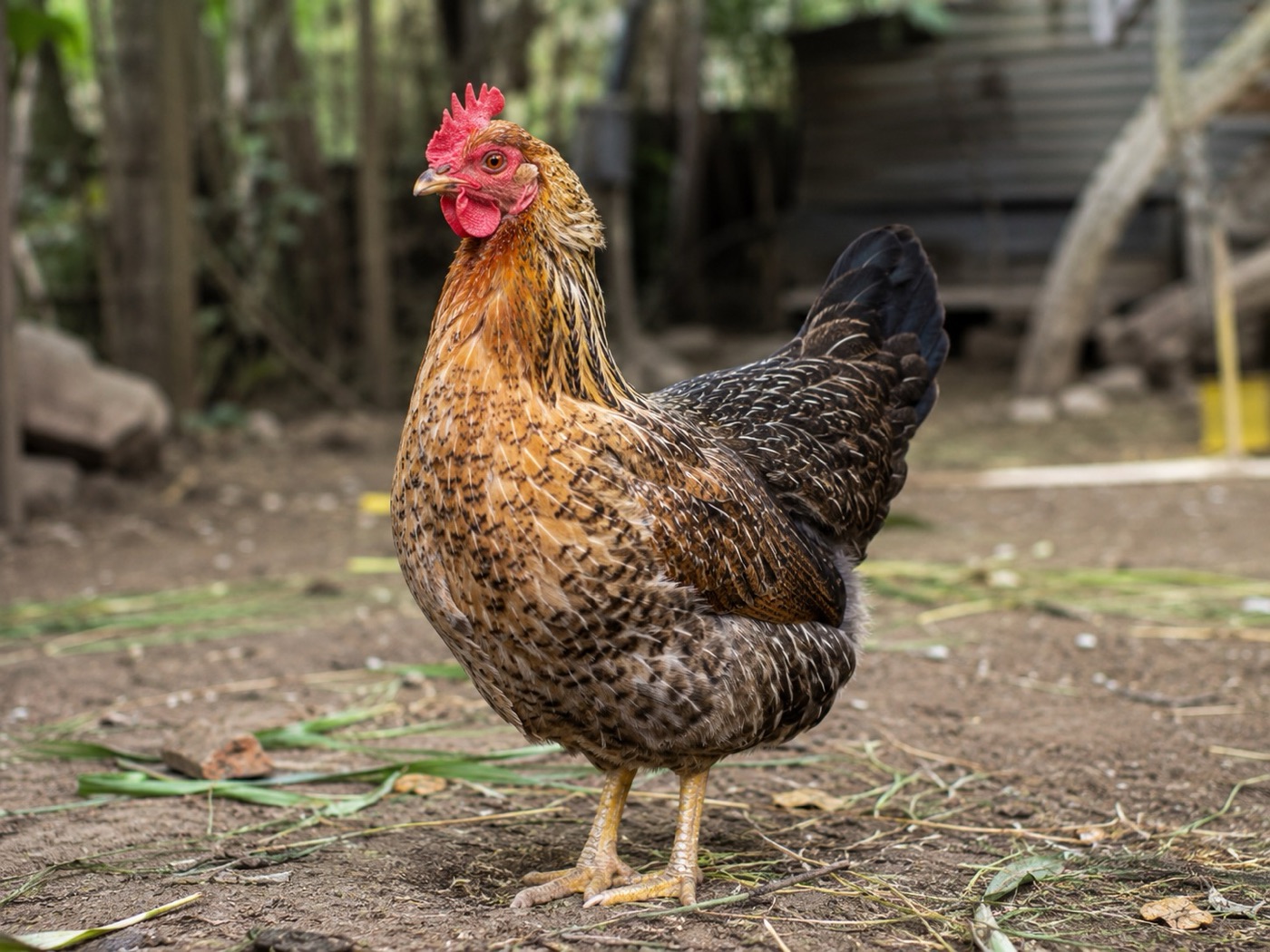Imagen ilustrativa de Gallina criolla