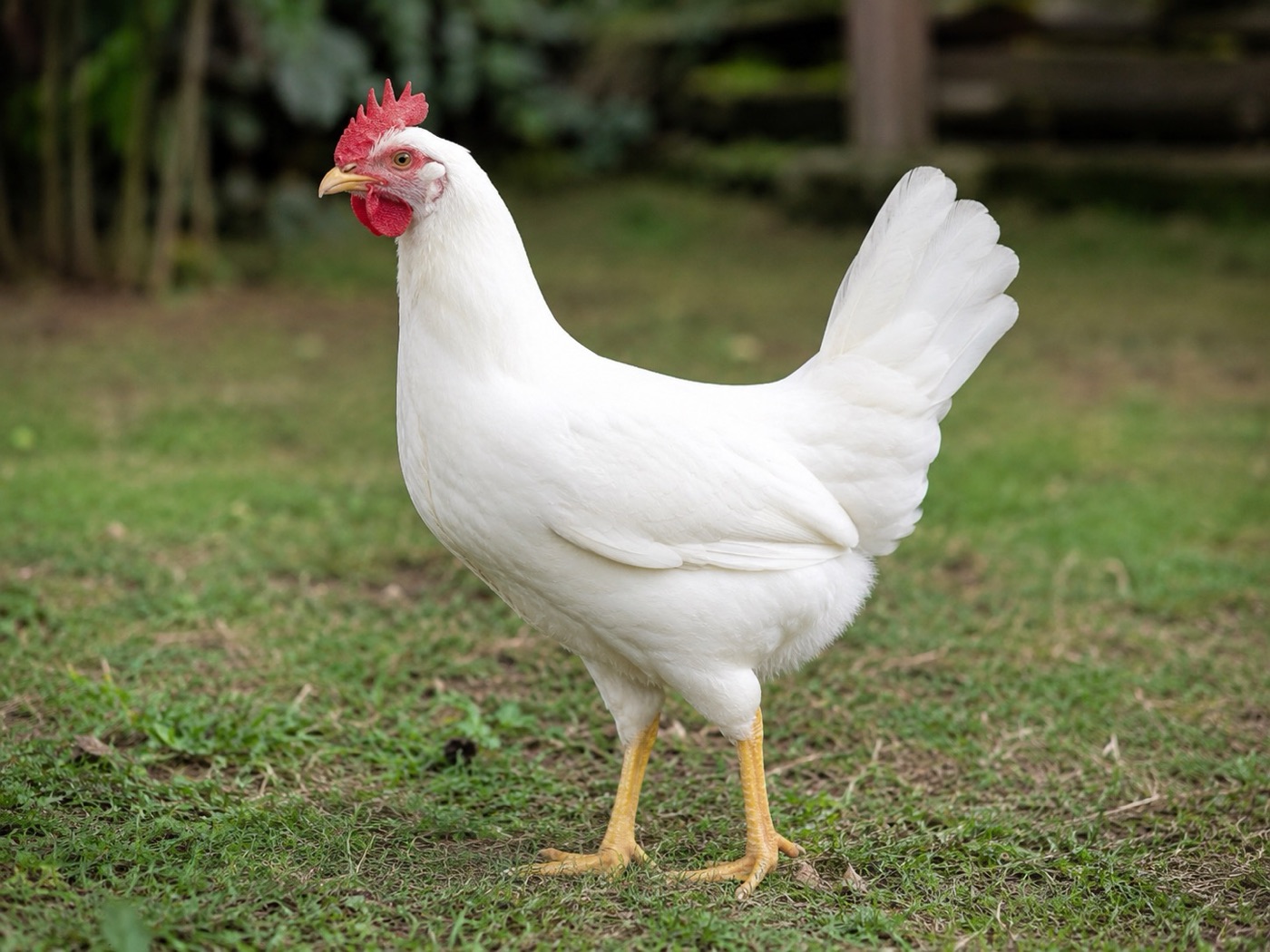 Imagen ilustrativa de Leghorn