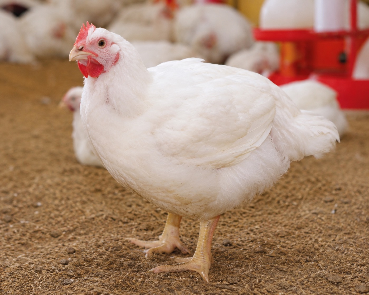 Imagen ilustrativa de Pollo de engorde