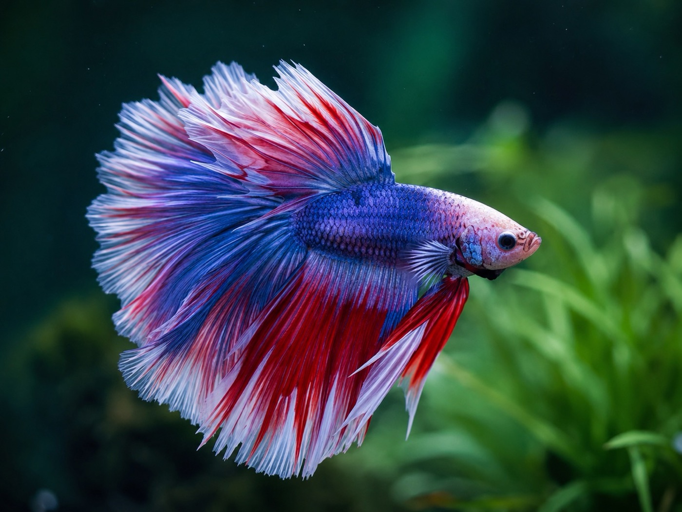 Imagen ilustrativa de Betta