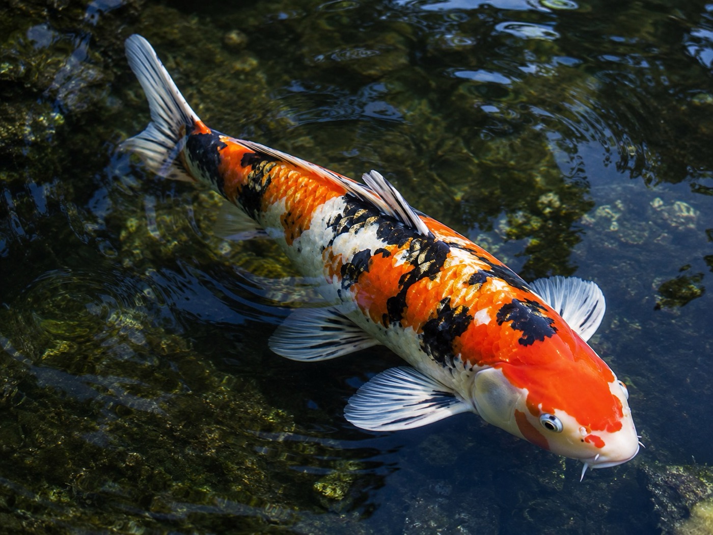 Imagen ilustrativa de Koi