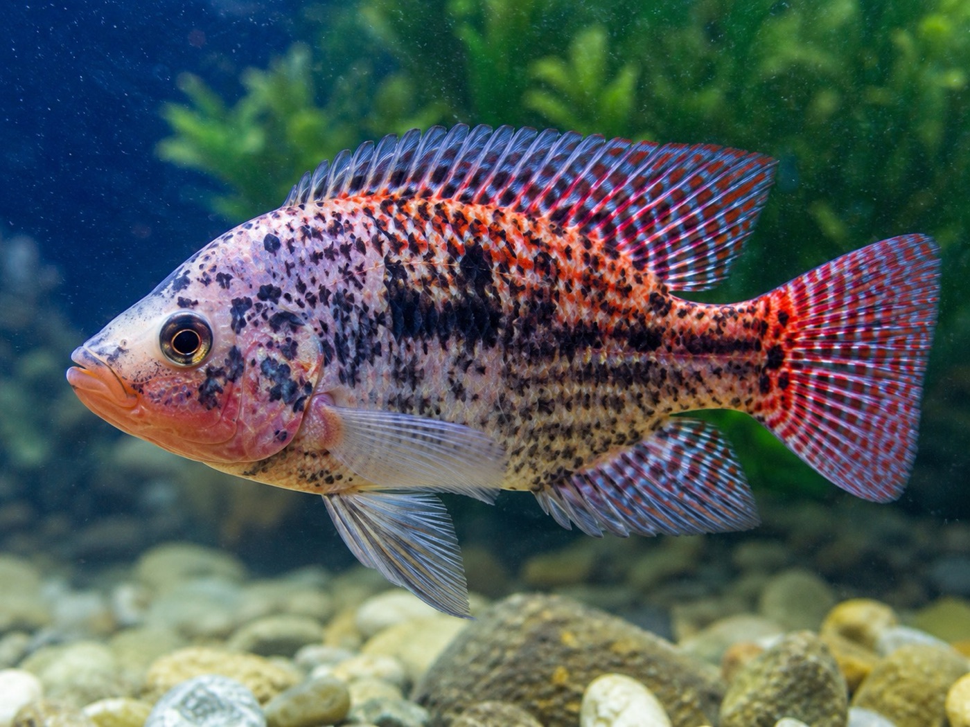Imagen ilustrativa de Tilapia ornamental