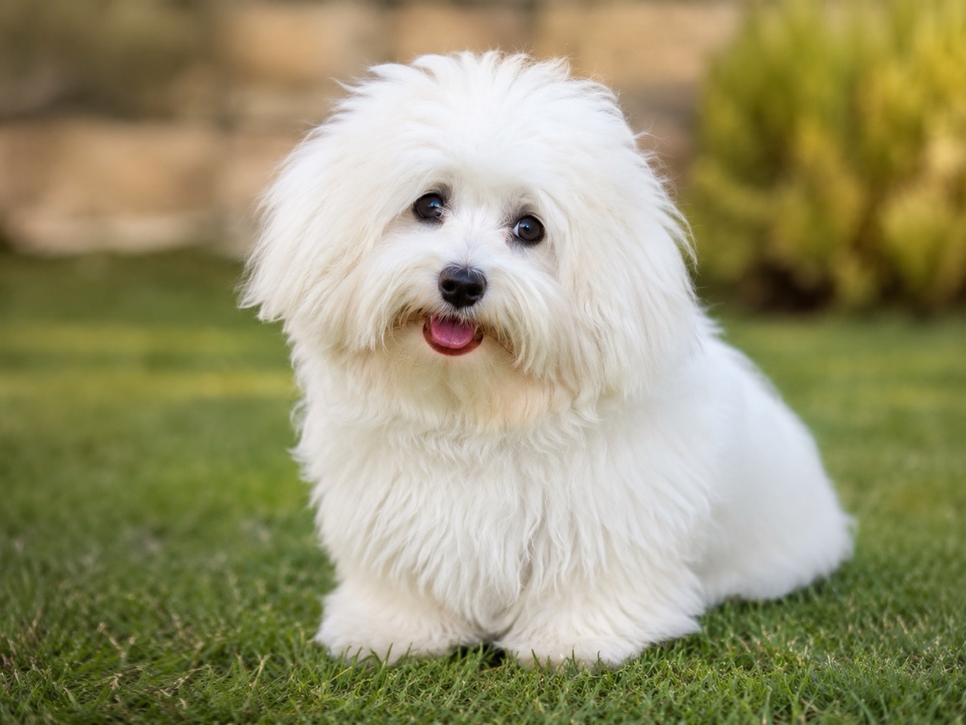 Imagen ilustrativa de Coton de Tulear