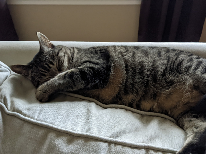 Gatito